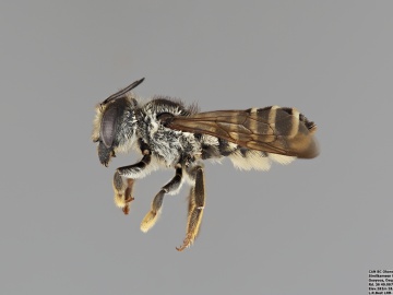 [Megachile fidelis female thumbnail]